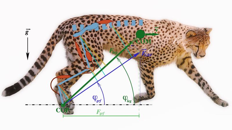 Das Modell erklärt die Laufgeschwindigkeit von Tieren