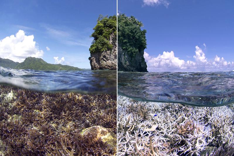 Auf Grund des Klimawandels treten hohe Wassertemperaturen häufiger auf. 2016 war nicht nur das Große Barriere-Riff vor Australien stark betroffen. Es kam zu einer globalen Korallenbleiche. Das Bild des gleichen Riffabschnittes zeigt dies eindrücklich.