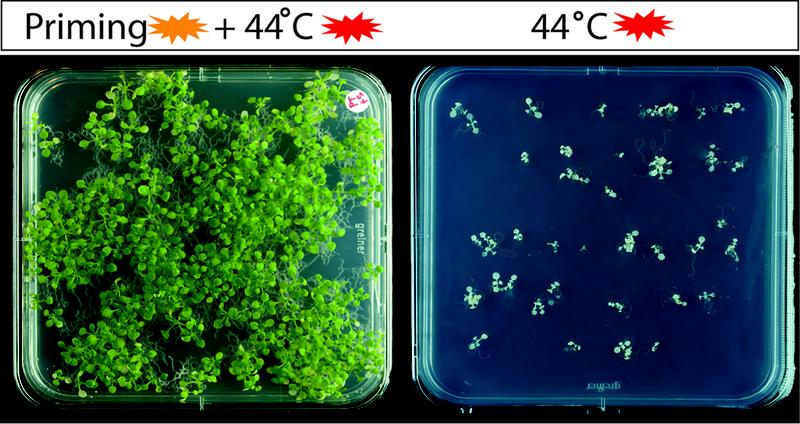 Arabidopsis-Keimlinge mit Priming bei moderaten Temperaturen und folgendem Hitzestress (44°C) (links im Bild) im Vergleich zu Keimlingen mit Hitzestress ohne Priming (rechts im Bild). 