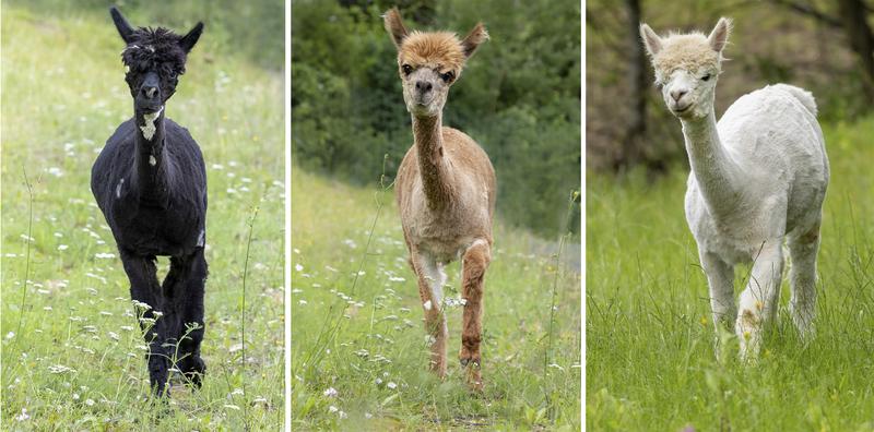 Die drei Alpakastuten Britta, Nora und Xenia (von links nach rechts) lieferten die Baupläne für die COVID-19-Nanobodies. 