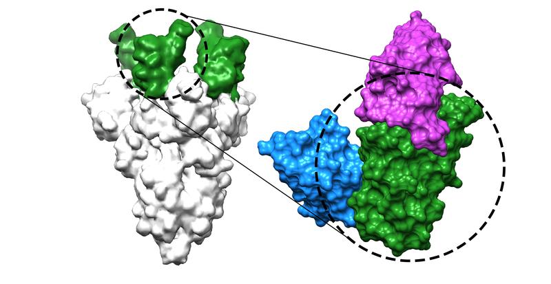 The figure shows how two of the newly developed nanobodies (blue and magenta) bind to the receptor-binding domain (green) of the coronavirus spike protein (grey), thus preventing infection with SARS-CoV-2 and its variants. 