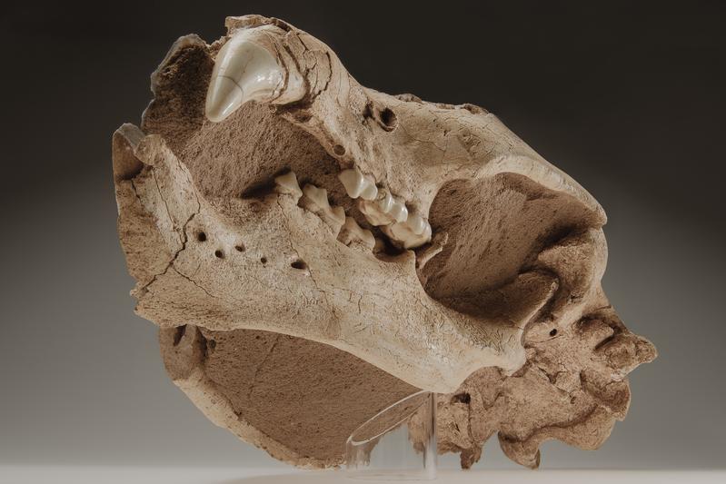 Aus "Lachsperspektive": Schädel eines fossilen Bären (Ursus cf. dolinensis) in roten Flusssanden der Werra bei Untermaßfeld, Thüringen, Alter etwa 1,05 Millionen Jahre. 
