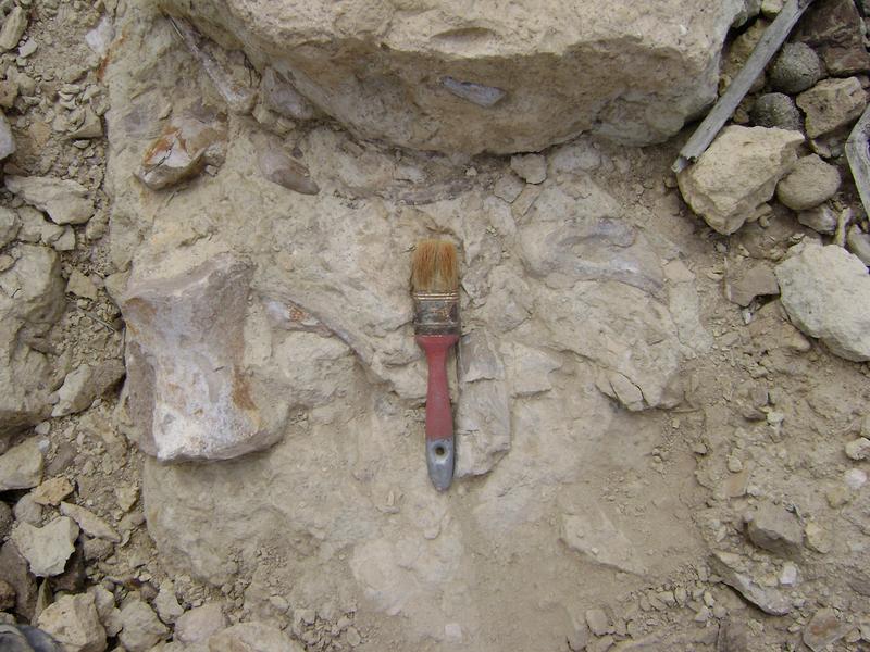 Sauropod bones in rock from a fossil site in Patagonia. 