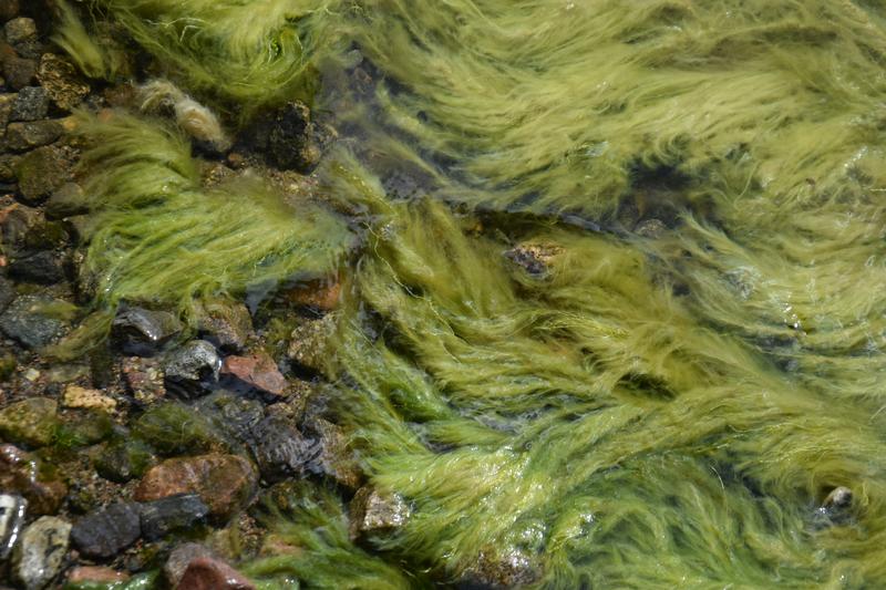 Sie sind grün, glibberig und manchmal auch gefährlich: Wer am Ufer von Seen unterwegs ist, findet nicht selten Teppiche von Fadenalgen vor, zunehmend auch in klaren und sauberen Gewässern. 