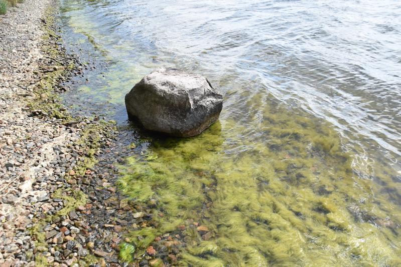 Sie sind grün, glibberig und manchmal auch gefährlich: Wer am Ufer von Seen unterwegs ist, findet nicht selten Teppiche von Fadenalgen vor, zunehmend auch in klaren und sauberen Gewässern. 
