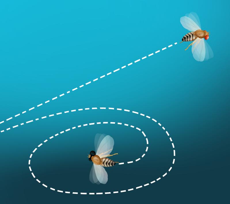 Fruchtfliegen, die keine Bewegungen wahrnehmen können, haben Probleme ihren Kurs im freien Flug zu halten.