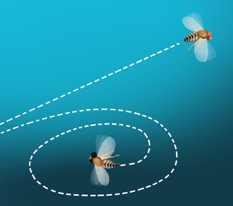 Fruit flies that cannot perceive motion have trouble maintaining their course in free flight.