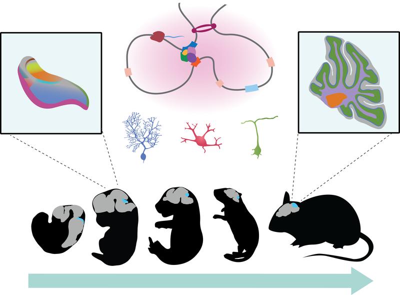 Atlas of genetic control elements in the cerebellum: most control elements are specific for individual cell types and development stages.