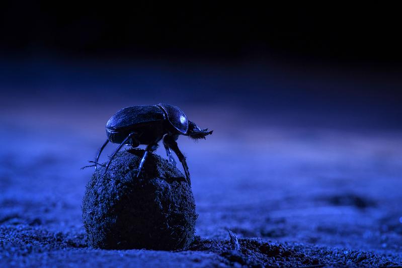 A nocturnal dung beetle climbing atop its dung ball to survey the stars before starting to roll.