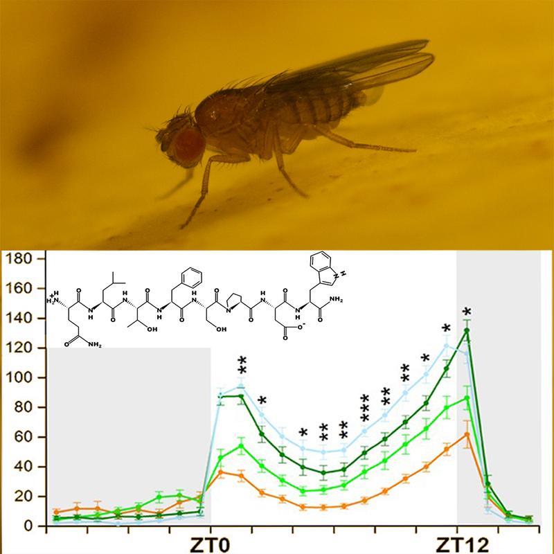 Ein Peptidhormon sorgt nicht nur für die Bereitstellung von Energie, sondern trägt auch zum Gleichgewicht zwischen Aktivität und Ruhe bei der Taufliege Drosophila bei. 