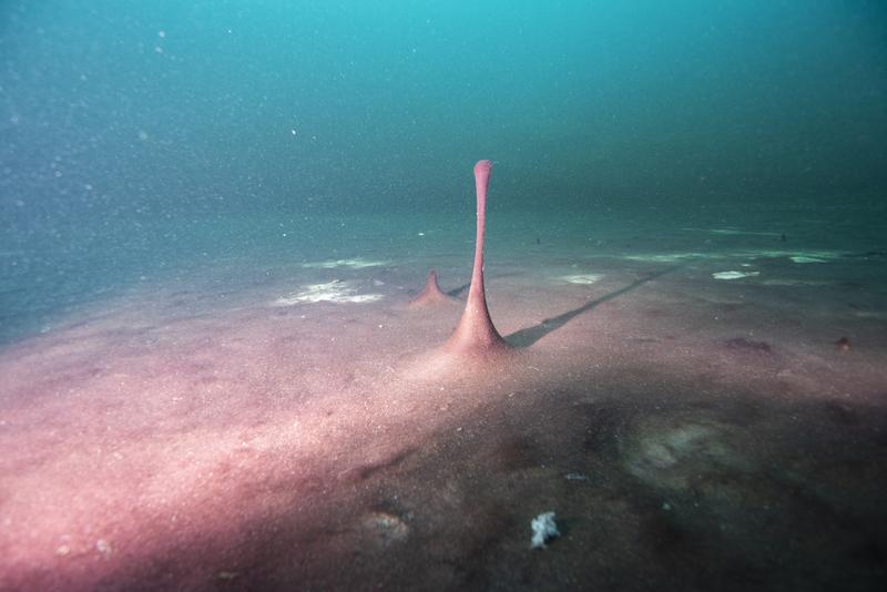 Lila gefärbte, mikrobielle Matten im Middle Island Sinkhole im Lake Huron, Juni 2019. Kleine Hügel und „Finger“ wie dieser entstehen durch Gase wie Methan und Schwefelwasserstoff verursacht, die unter der Oberfläche der Matten blubbern.