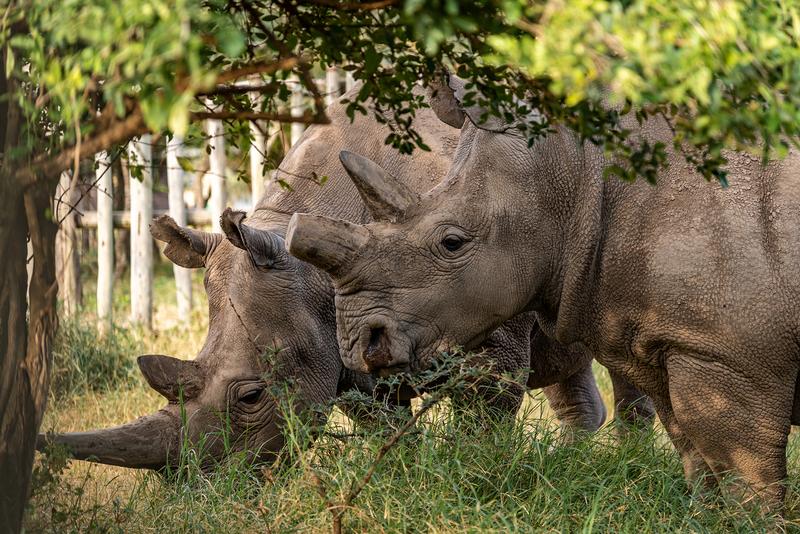 The last two northern white rhinoceroses