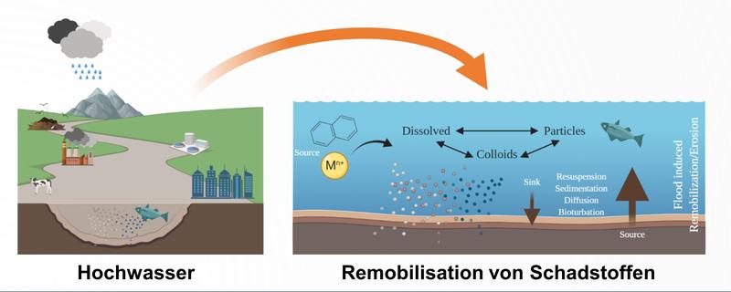 Die Remobilisation von Schadstoffen aus Sedimenten bei extremen Hochwässern ist eine bisher unterschätzte Folge von Extremereignissen. 