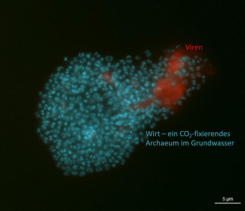 Viren und ihr Wirt, ein CO2 fixierendes Archaeum im Grundwasser