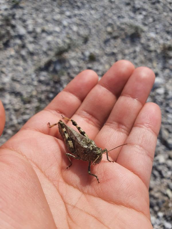 In Deutschland nur noch in der Lüneburger Heide zu finden: Die Gefleckte Schnarrschrecke. 