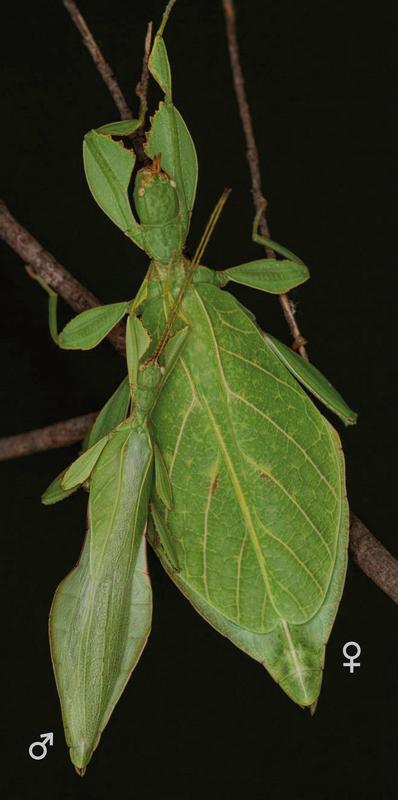 Paar des Wandelnden Blattes Phyllium rubrum von der Malaiischen Halbinsel. Die Männchen (links) dieser Insekten sind stets deutlich kleiner als die Weibchen.