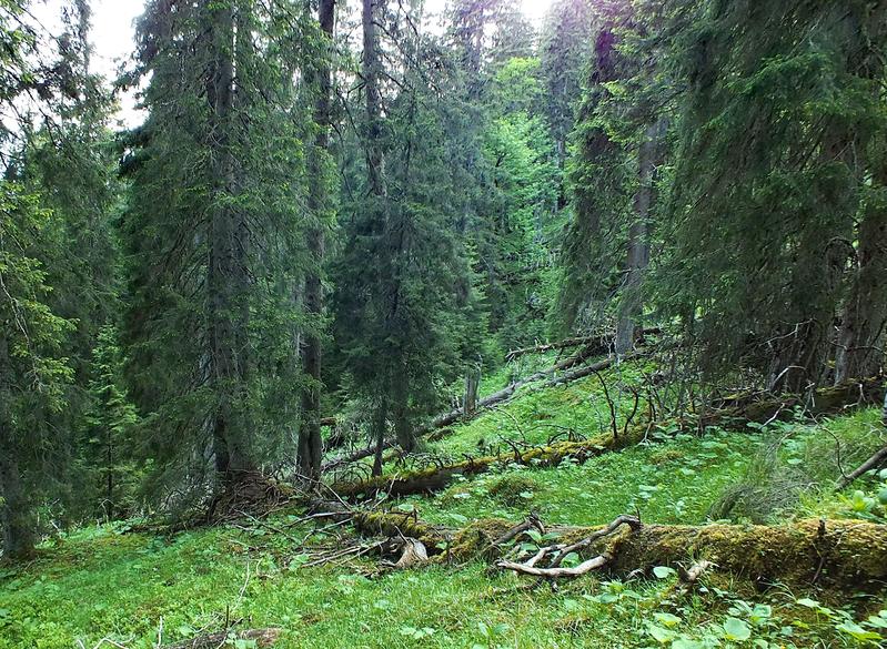 Subalpine Fichtenwälder, wie hier im Naturwaldreservat Wettersteinwald, gelten als besonders anfällig gegenüber den Folgen des Klimawandels