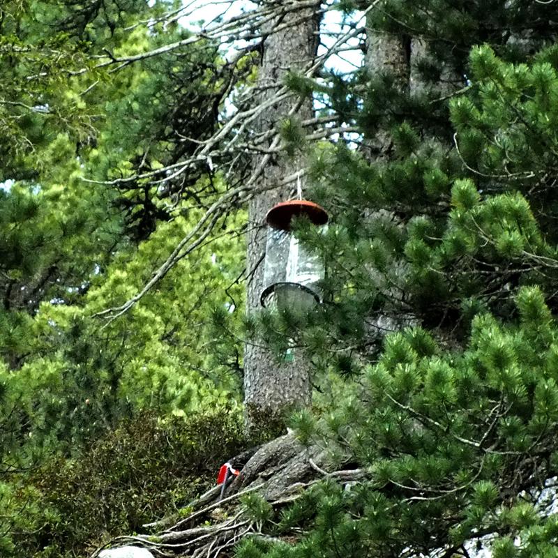 Kreuzfensterfalle zum Fang flugaktiver Insekten im Lärchen-Zirbenwald des Naturwaldreservats Wettersteinwald