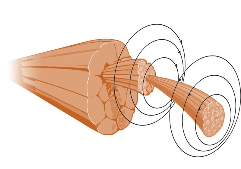 Eine Muskelfaser. Durch die elektrische Aktivität ihrer Muskelzellen entsteht ein Magnetfeld, dass an der Körperoberfläche mittels Quantensensoren gemessen werden kann. 