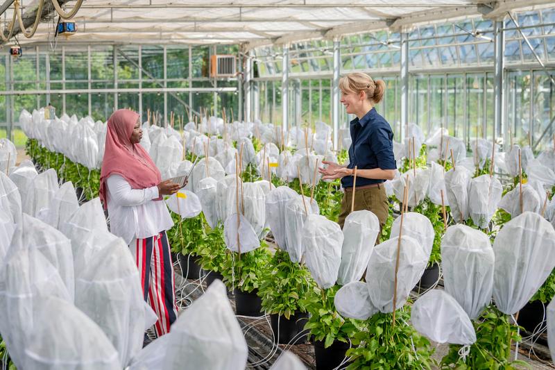 Prof. Brigitte Poppenberger (re.) und ihre Doktorandin Adebimpe Adedeji-Badmus umgeben von Ebolo-Pflanzen in einem Gewächshaus der TUM School of Life Sciences. 