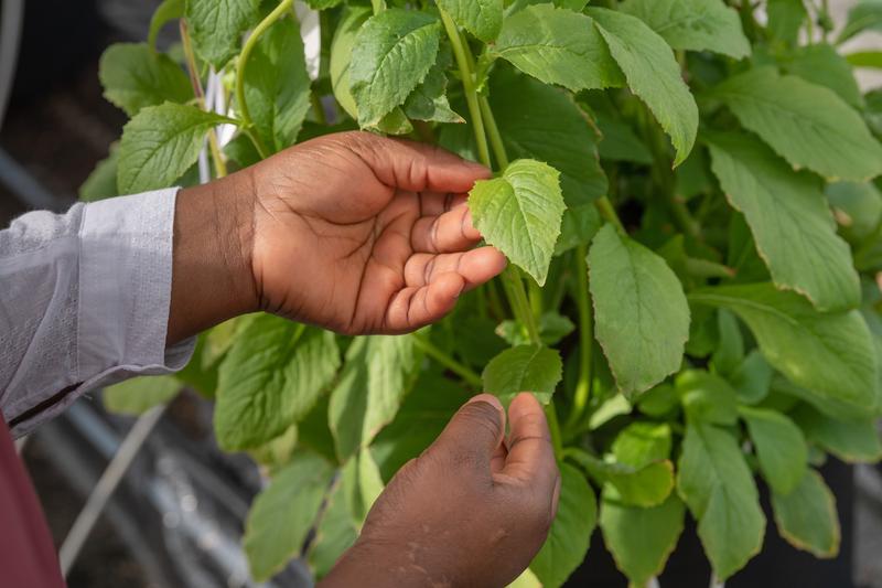 Ebolo (Crassocephalum crepidioides), which is used for example in soups, stews and salads, is still mainly collected from the wild. 