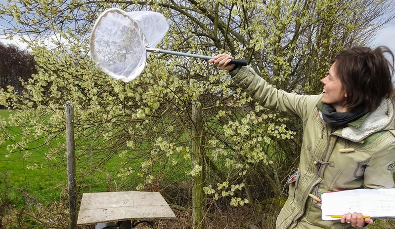  Vivien von Königslöw fängt die Bienen und Schwebfliegen mit einem Kescher, um sie bei der Bestäubung besser bestimmen zu können.