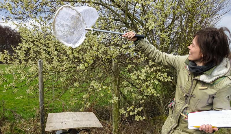  Vivien von Königslöw catches the bees and hoverflies with a landing net to better identify them during pollination.