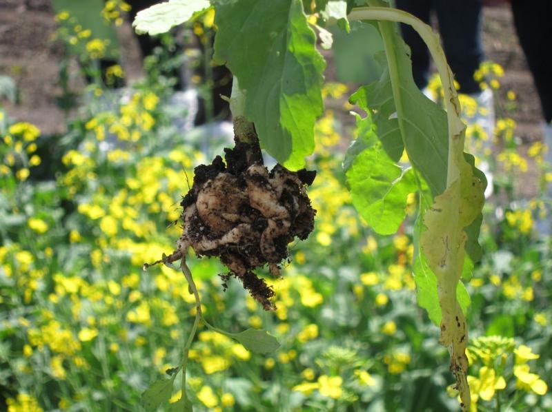 Clubroot-affected plants have large, tuberous thickening of the roots.