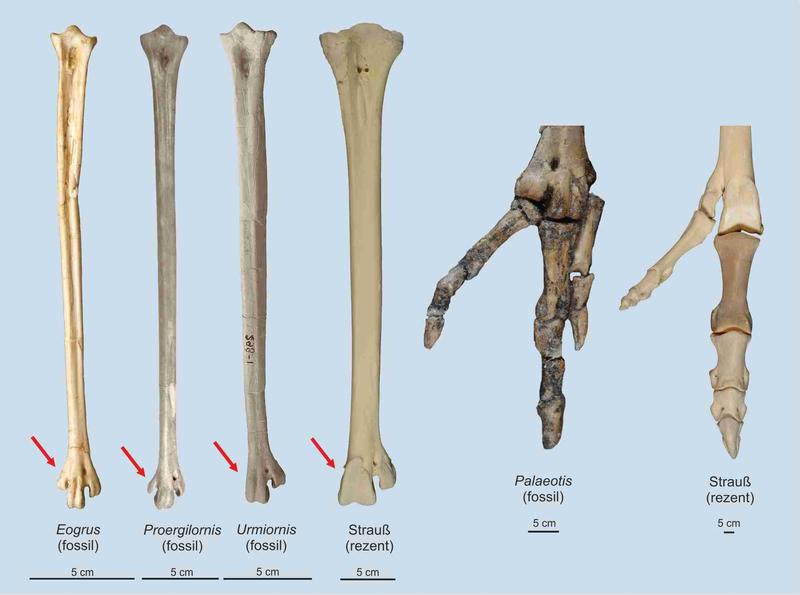 Fußknochen von Straußenvorfahren aus dem Känozoikum von Europa (Palaeotis) und Asien (Eogrus, Proergilornis, Urmiornis). 