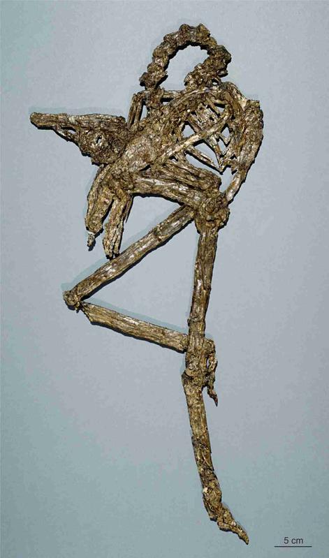 Skelett von Palaeotis weigelti aus dem frühen Eozän (vor 48 Millionen Jahren) der Grube Messel bei Darmstadt. 