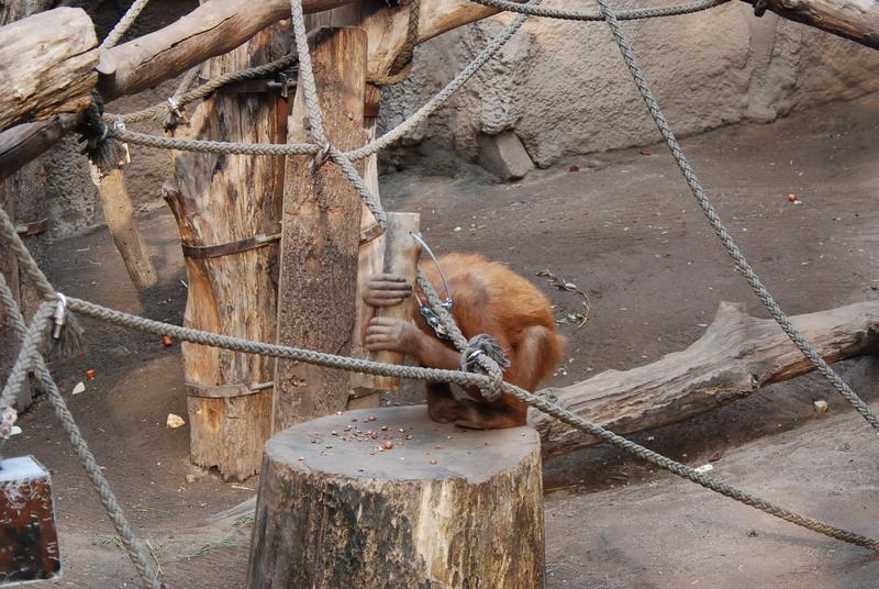 Das Orang-Utan-Weibchen Padana im Leipziger Zoo nutzt auch noch einige Zeit nach Ende der Studie Holzhämmer, um Nüsse zu knacken.