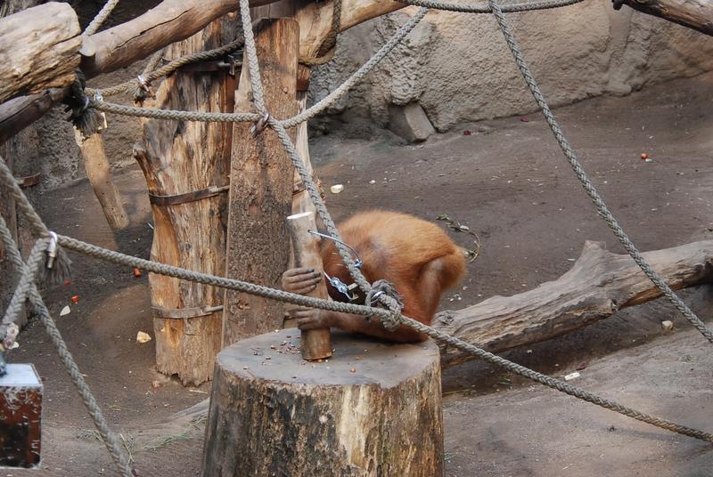 Padana, a female orangutan at Leipzig Zoo, continued to use wooden hammers to crack nuts for some time after the end of the study.