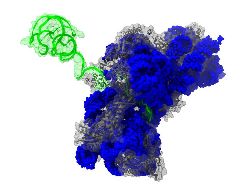 Strukturmodell des Riboschalters im AN-Zustand (grün) im Komplex mit der bakteriellen Gensynthese Maschine, dem Ribosom (blau und grau) 