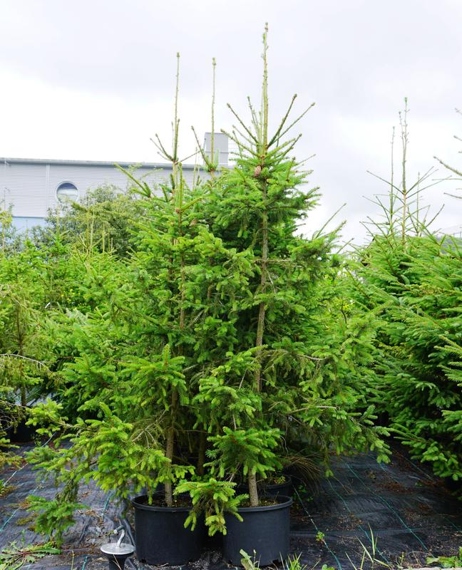 Healthy, grown-up trees of the original spruce clones used for the starving experiment. 