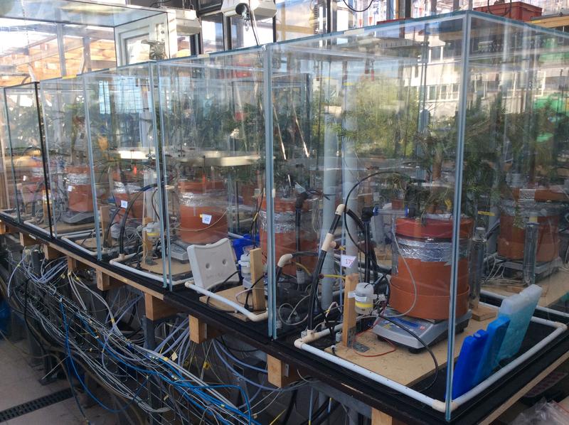 Experimental set-up used for CO2-starving and analyzing the spruce seedlings. 