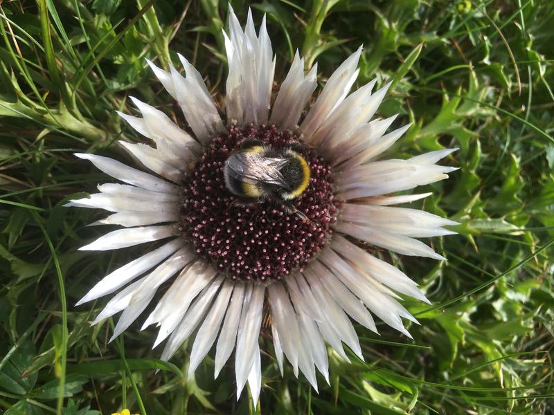 Eine Helle Erdhummel (Bombus lucorum) besucht eine Distel am Kreuzeck, Garmisch-Partenkirchen. Bei vielen europäischen Hummelarten sinken aktuell die Populationen. (Foto: Penelope Whitehorn, KIT)