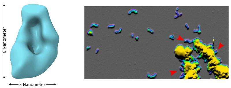 In saurem Milieu bilden sich Aβ-Oligomere (links: Kryo-EM, rechts: Rasterkraftmikroskopie) sehr schnell und verklumpen zu großen Partikeln, aus denen sich nach Neutralisierung des pH-Werts wurmartige Strukturen, Protofibrillen, herauslösen (rote Pfeile).