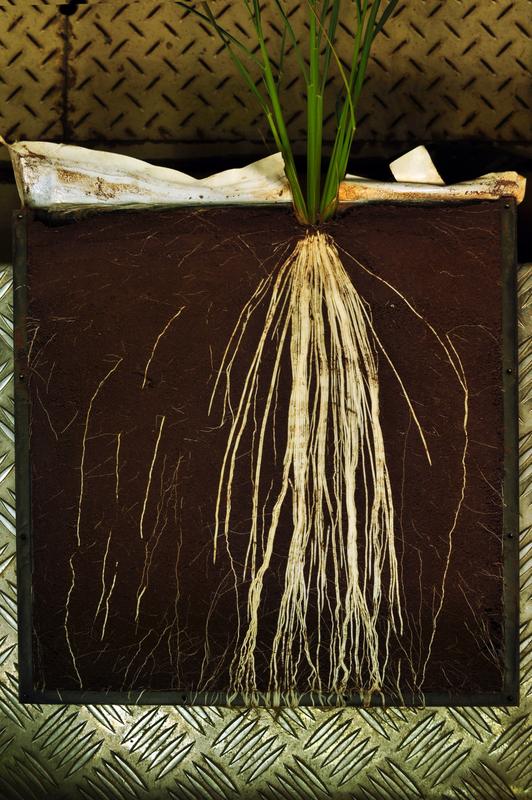 Wurzelsystem einer Reispflanze. Ein neues Verbundprojekt untersucht, welche Prozesse die Nährstoffaufnahme der Pflanzen im Trockenreisanbau verbessern können.