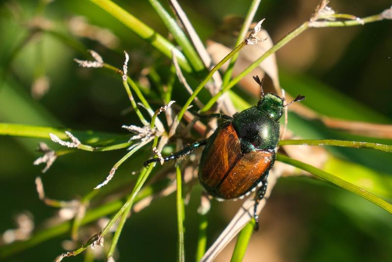 Japankäfer Popillia japonica, ein meldepflichtiger Quarantäneschadorganismus