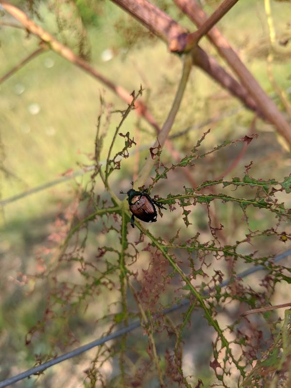 Skelletierfraß durch Japankäfer an Blättern der Weinrebe