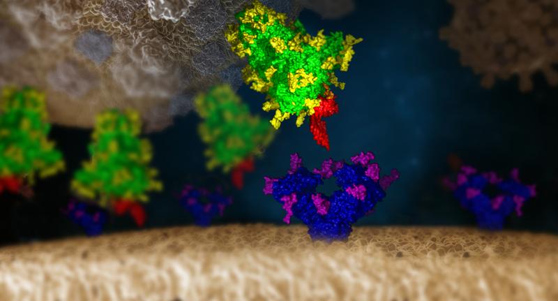 SARS-CoV-2 Virus engaging a human cell