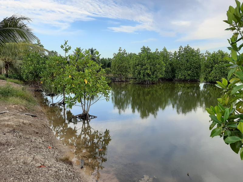Aquakulturteiche für die Garnelen-Produktion in Nordkalimantan, Indonesien. In dem Teich wachsen aufgeforstete Mangroven unterschiedlichen Alters.