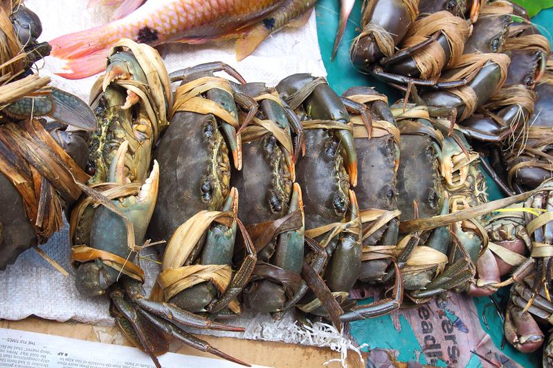 The mangrove crab Scylla serrata is used commercially and sold at local markets in Indonesia..