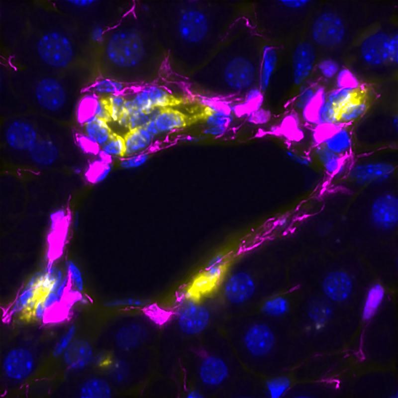 Ein Schnitt durch das Lebergewebe zeigt, wie Mesenchymzellen (rosa) die Leberduktalzellen (gelb und blau) während der Leberregeneration berühren und umhüllen. Alle Zellkerne sind in Blau sichtbar. 