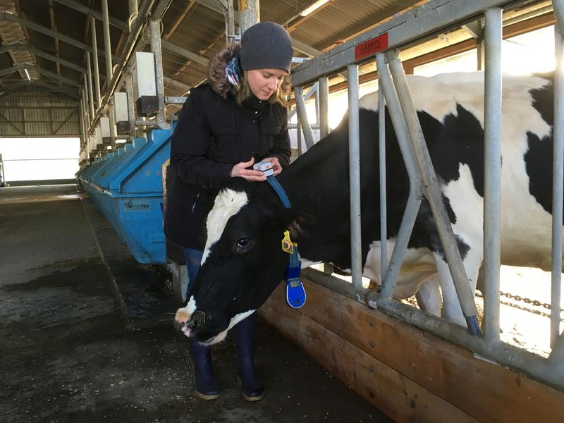 Dr. Borbála Fóris legt einer Kuh ein Halsband mit Funkgeräten (Tags) zur Aufzeichnung der Bewegungsdaten an. Im Stall wird auf der Basis von Ultraweitband (UWB) gemessen, während Weidetiere per GPS-Daten erfasst werden.