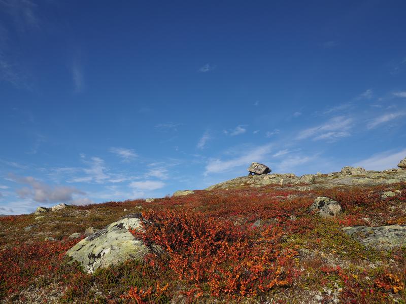 The dwarf birch (shown here with reddish leaves) could benefit from climate change. 