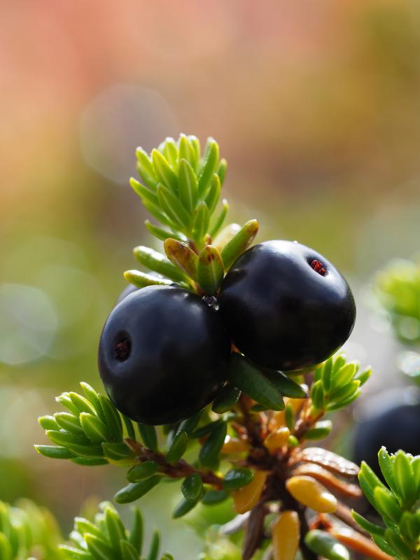 The crowberry (shown here) is evergreen, but the dwarf birch loses its foliage in winter.