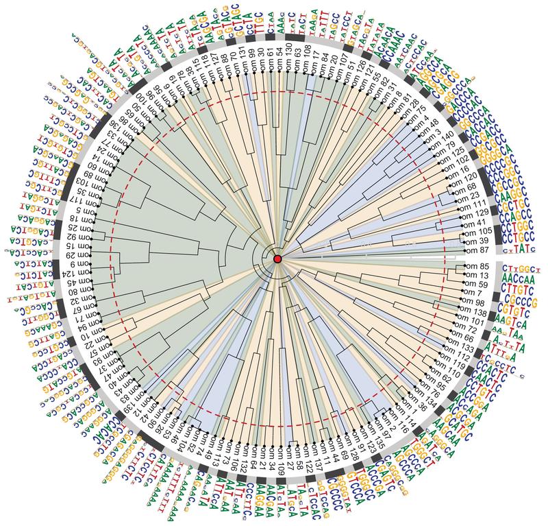 Die Vielzahl der verschiedenen Sequenzen, zu welchen die Transkriptionsfaktoren binden und welche das von der Forschungsgruppe beschriebene Cistrom des Mais ausmachen.