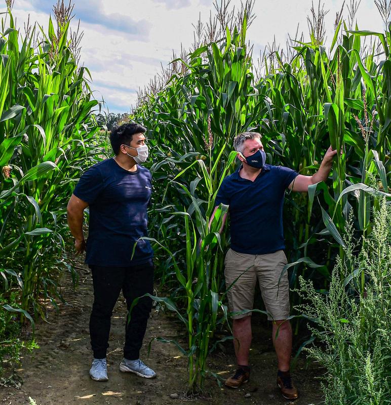 Dr. Thomas Hartwig (rechts) und Seung-Hyun Park, Bachelorstudent in Hartwigs Arbeitsgruppe, im Forschungsmaisfeld des Max-Planck-Instituts für Pflanzenzüchtungsforschung in Köln. 