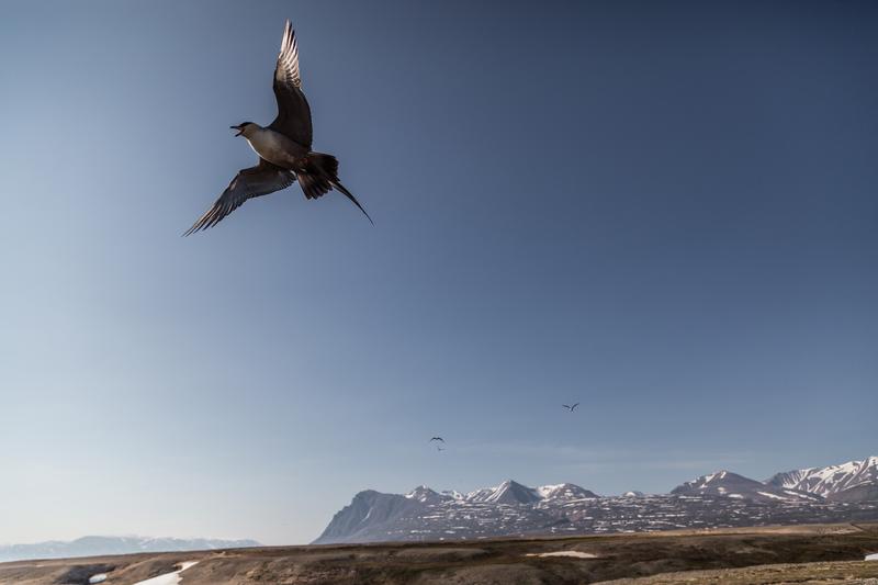 Falkenröwe in ihrem Brutgebiet in Nordost-Grönland.  